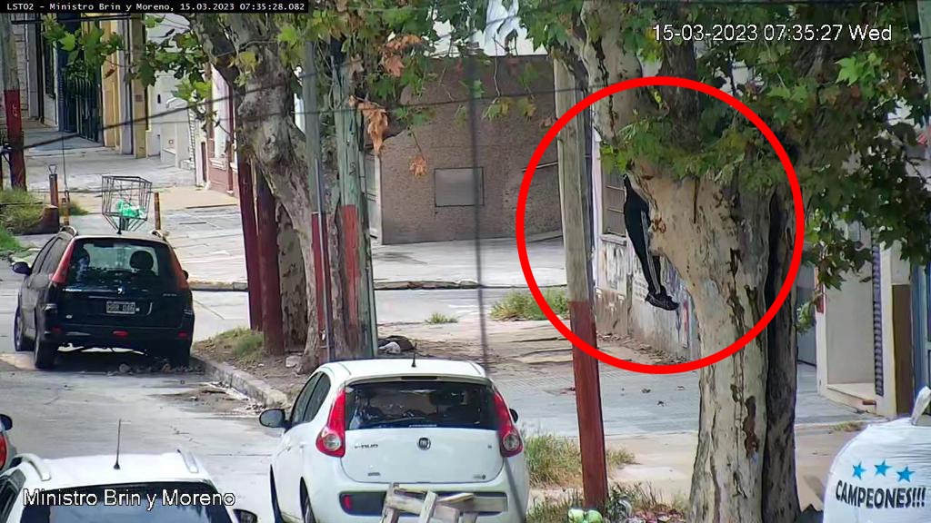 Lo detienen por intentar entrar a robar, tras llamado al 132
