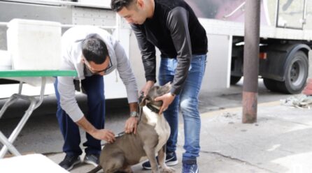 Castración de mascotas en Villa Industriales