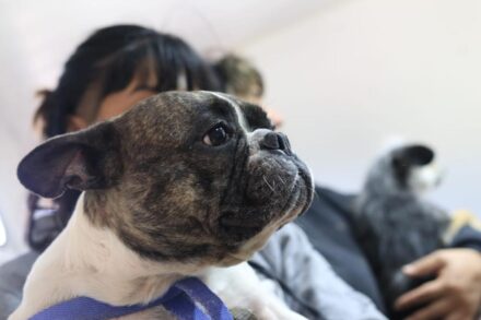 Nuevos operativos de atención veterinaria y castración